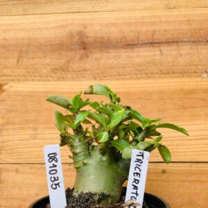 0810 35 Arabicum Triceraptors - F2 12 meses