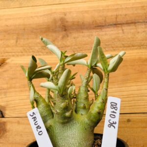 0810 36 Arabicum Sauron - F2 12 meses