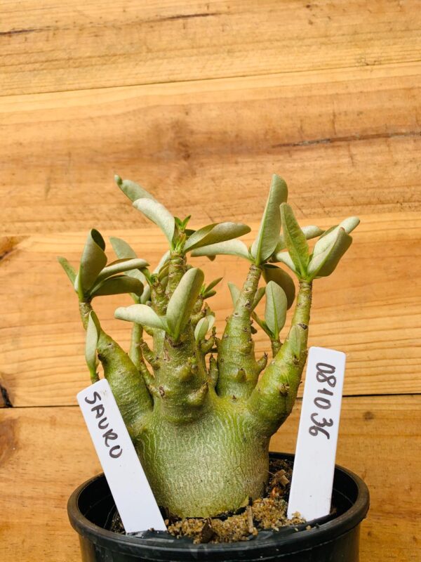 0810 36 Arabicum Sauron - F2 12 meses