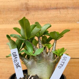 0810 38 Arabicum Ultron - F2 12 meses