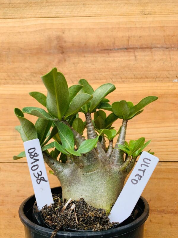 0810 38 Arabicum Ultron - F2 12 meses