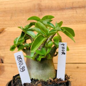 0810 39 Arabicum Thor - F2 12 meses