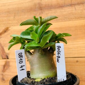 0810 41 Arabicum Poseidon - F2 12 meses