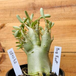 0810 42 Arabicum Big Foot - F2 12 meses