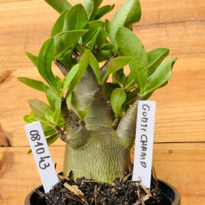 0810 43 Arabicum Godji Champ - F2 12 meses