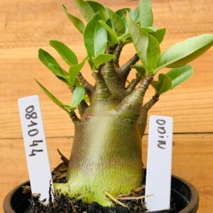 0810 44 Arabicum Odin - F2 12 meses