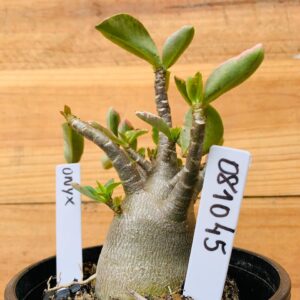 0810 45 Arabicum Onyx - F2 12 meses