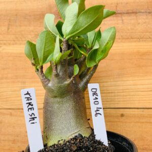 0810 46 Arabicum Takeshi - F2 12 meses