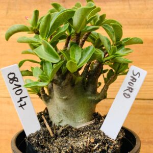 0810 47 Arabicum Sauron - F2 12 meses