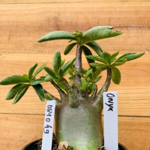 0810 49 Arabicum Onyx Tigrada  - F2 12 meses