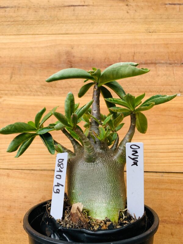 0810 49 Arabicum Onyx Tigrada  - F2 12 meses