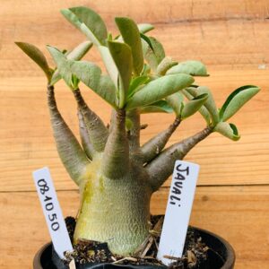 0810 50 Arabicum Javali - F2 12 meses