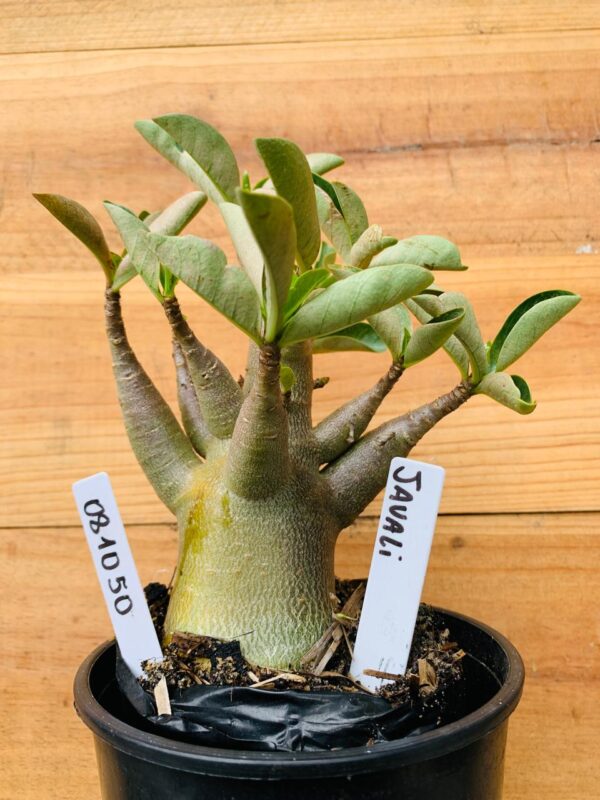 0810 50 Arabicum Javali - F2 12 meses