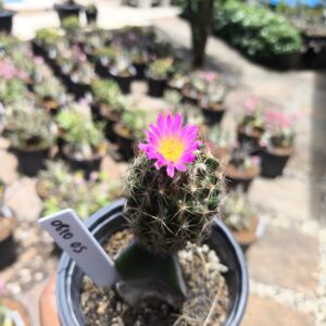 0810 05 Cacto Escobaria