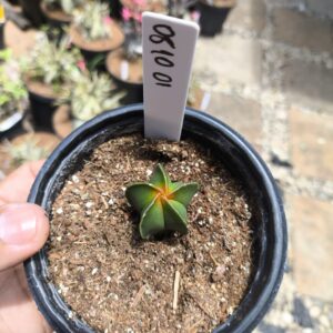 0810 01 Cacto Miryo koyo