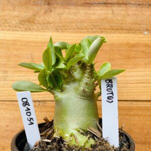 0810 51 Arabicum Brutos - F2 12 meses