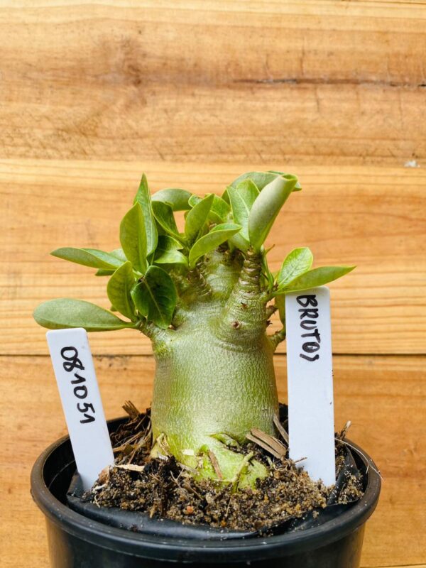 0810 51 Arabicum Brutos - F2 12 meses
