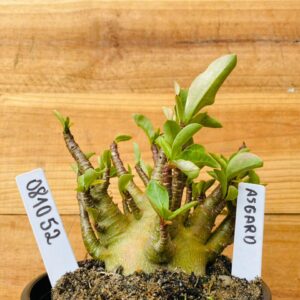 0810 52 Arabicum Asgard - F2 12 meses