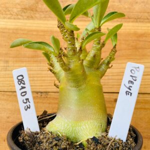 0810 53 Arabicum Popeye - F2 12 meses