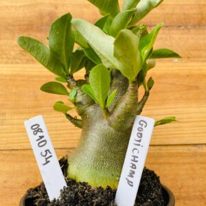0810 54 Arabicum Godji Champ - F2 12 meses