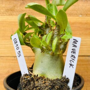 0810 55 Arabicum Maverick  - F2 12 meses