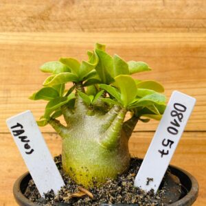 0810 57 Arabicum Tanos - F2 12 meses