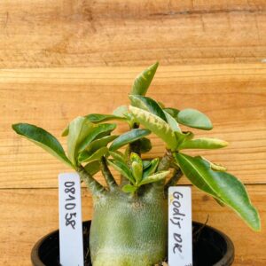 0810 58 Arabicum Godji Dk - F2 12 meses