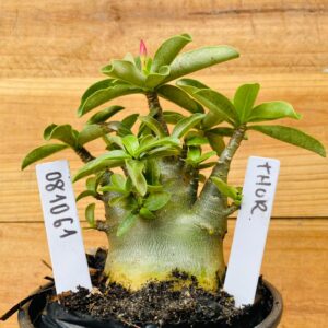 0810 61 Arabicum Thor - F2 12 meses