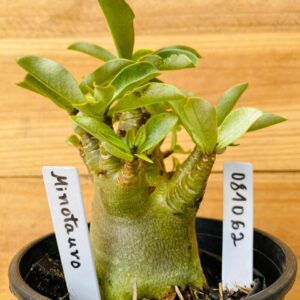 0810 62 Arabicum Minotauro - F2 12 meses