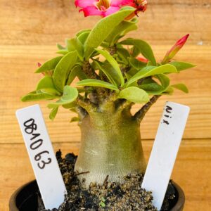 0810 63 Arabicum Minotauro - F2 12 meses