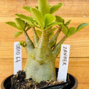 0810 64 Arabicum Zander - F2 12 meses