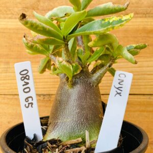 0810 65 Arabicum Onyx - F2 12 meses