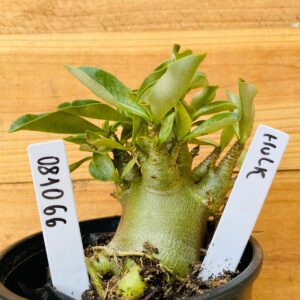 0810 66 Arabicum Hulk - F2 12 meses