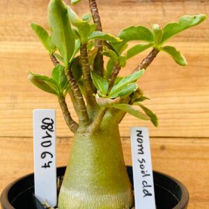 0810 67 Arabicum Nom Sod DD - F2 12 meses