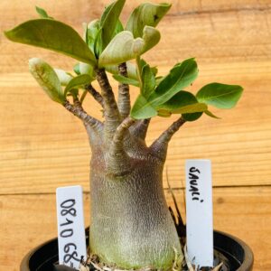 0810 68 Arabicum Javali - F2 12 meses