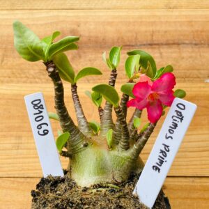 0810 69 Arabicum Optimus Prime - F2 12 meses