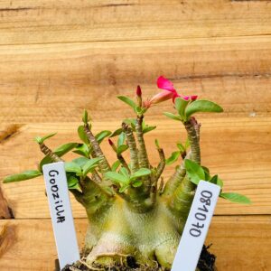 0810 70 Arabicum Godzilla - F2 12 meses