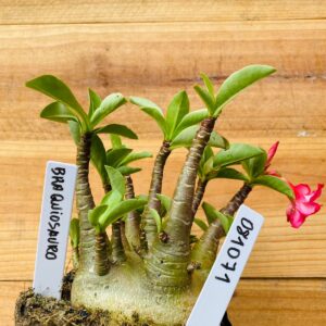 0810 71 Arabicum Braquiossauro - F2 12 meses