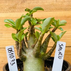 0810 73 Arabicum Sauron - F2 12 meses
