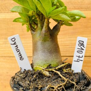 0810 74 Arabicum Dynamo - F2 12 meses