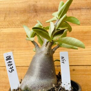 0810 75 Arabicum Nix - F2 12 meses