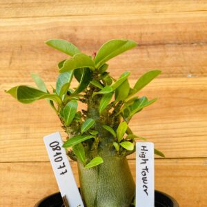 0810 77 Arabicum High Tower - F2 12 meses