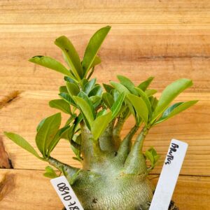 0810 78 Arabicum Brutos - F2 12 meses