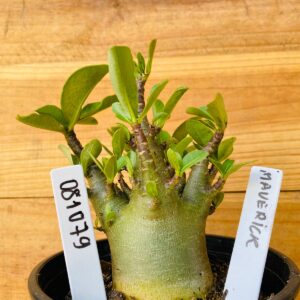 0810 79 Arabicum Maverick - F2 12 meses