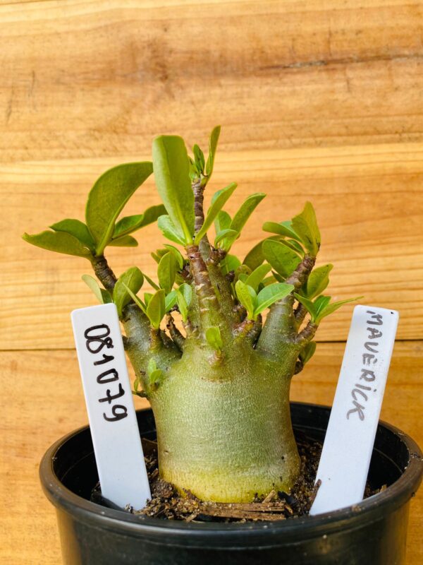 0810 79 Arabicum Maverick - F2 12 meses