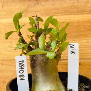 0810 81 Arabicum Nix - F2 12 meses