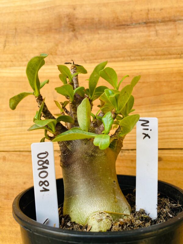0810 81 Arabicum Nix - F2 12 meses