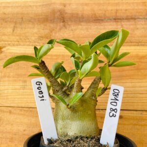 0810 83 Arabicum Godji - F2 12 meses