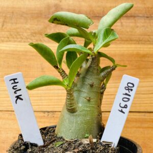 0810 91 Arabicum Hulk - F2 12 meses