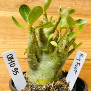 0810 95 Arabicum Big Foot - F2 12 meses